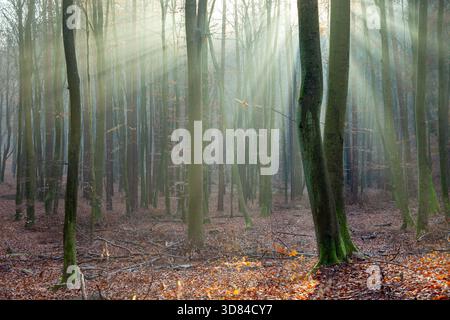 Autumn morning in Tricity Landscape Park, Gdynia, Poland. Stock Photo