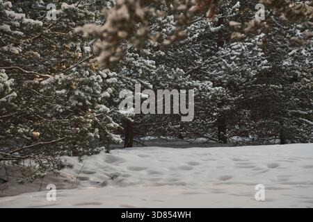 Dense pine forest blanketed with snow, featuring tall evergreen trees and smooth white ground, captured in daylight with visible natural patterns and Stock Photo