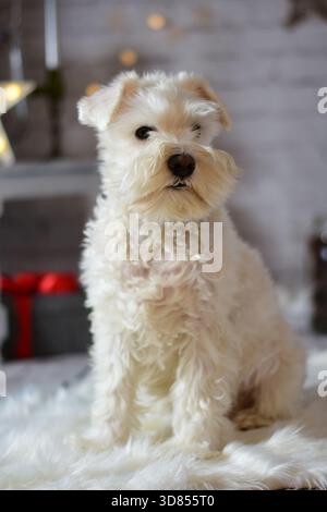 Indoor winter portrait of a small cute white fluffy dog Stock Photo