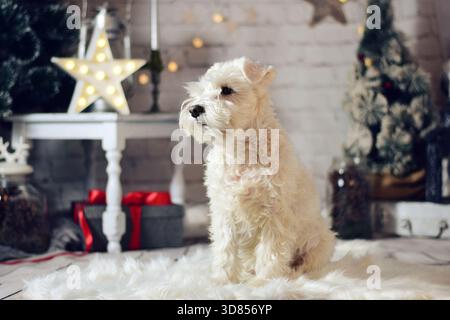 White miniature schnauzer sitting in a cozy room decorated for Christmas Stock Photo