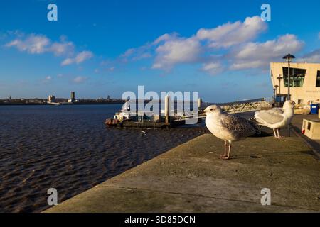 Two seagulls standing on a riverside wall with the River Mersey in the background, coastal urban wildlife scene in Liverpool, England Stock Photo