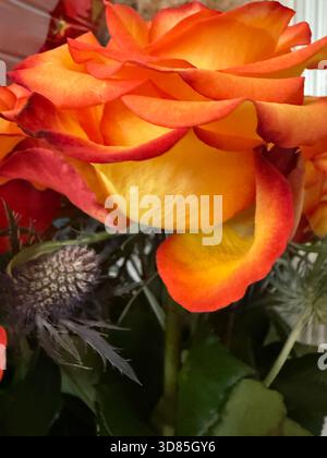 A vibrant orange and yellow rose, with red-tipped petals, is the centerpiece of a bouquet with deep green leaves, filling the frame in soft focus. Stock Photo