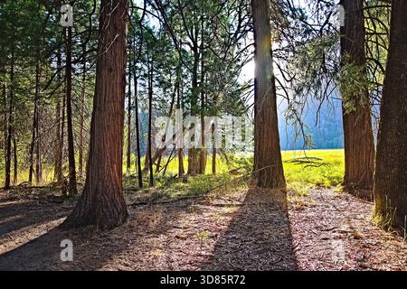 From the forest to the meadow. Tall coniferous trees dominate the foreground of a forest, with sunlight casting long shadows on the forest floor. Stock Photo