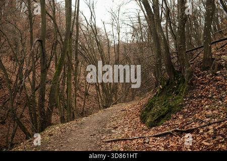 A quiet forest trail runs along a moss-covered slope in Fruska Gora. Fallen leaves and earthy tones create a soft natural atmosphere. Stock Photo