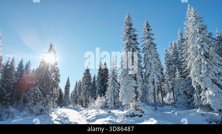 Dramatic Winter Forest Landscape with Snow-Covered Fir Trees and Sunburst Effect Stock Photo