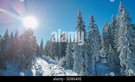 Majestic Winter Scene: Deep Blue Sky over Snow-Covered Conifer Forest with Dramatic Sunburst Stock Photo