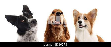 Cute dogs looking at something on white background Stock Photo