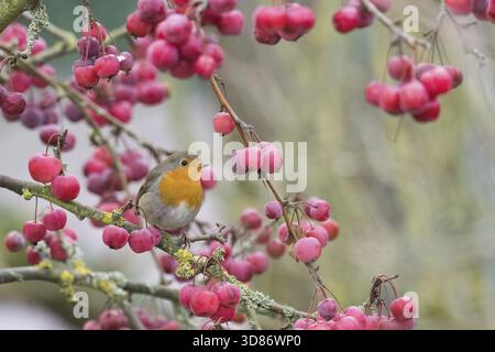 A robin (Erithacus rubecula) sits among bright red berries on a branch in natural surroundings, Hesse, Germany Stock Photo