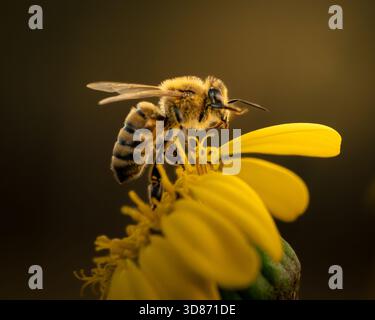 Macro photographs of honey bee during the pollination process Stock ...