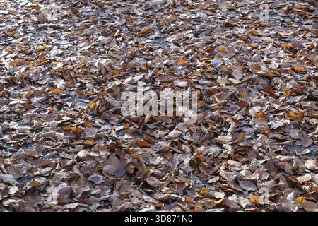 Wet autumn leaves on forest soil, beech leaves, Muensterland, North Rhine-Westphalia, Germany Stock Photo