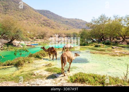 Camels wade through the vibrant turquoise waters of Wadi Darbat, a natural park in Dhofar, Oman, with lush vegetation and dry mountains forming a Stock Photo