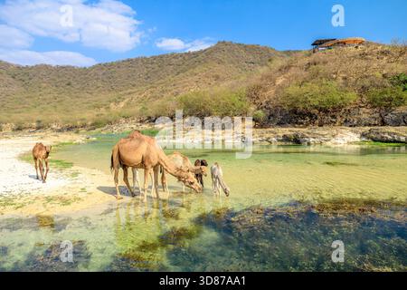 Camels and their young are finding refreshing water in the clear, shallow stream of Wadi Darbat, a vital oasis nestled within the arid mountains of Stock Photo