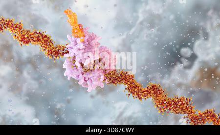Illustration of the translation process showing a ribosome synthesising ...