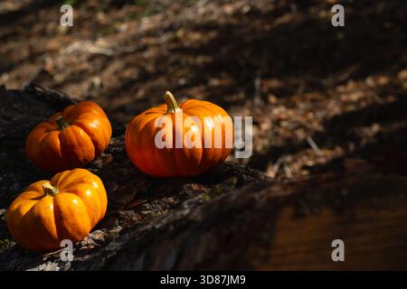 Bright orange pumpkins sit on a rustic log in a sunlit forest. The warm light highlights their smooth surfaces while leaves cover the ground, showcasi Stock Photo