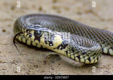 Close-up of a snake on sandy ground, with extended tongue and detailed scale patterns. Stock Photo