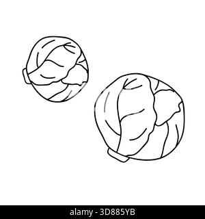 Brussels sprouts in doodle style on a white background. Food illustration, vegetarian. Stock Vector