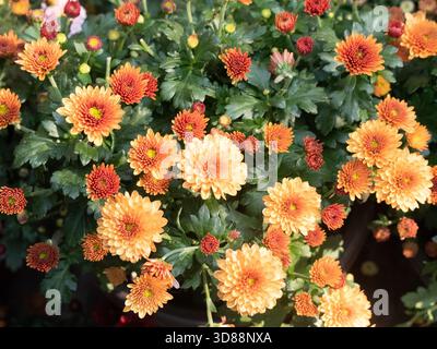 Many orange-red chrysanthemums were set off by the green leaves Stock Photo