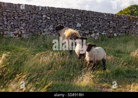 Three sheep stand in golden evening light by a dry-stone wall in the Peak District, capturing a peaceful rural moment in the English countryside. Stock Photo