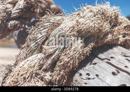 An old rope tied in a knot to a large tree in the forest. A rope around the trunk of a tree, a rope with a knot around the tree. Stock Photo