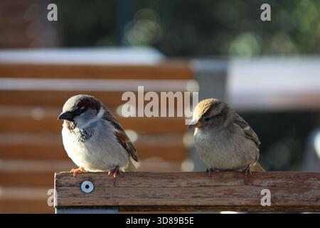 Two Sparrows Sitting Together on Wooden Fence Stock Photo