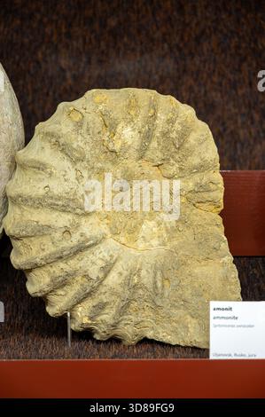 Ammonite (Speetoniceras versicolor) from Ulyanovsk (Simbirsk), Russia. Stock Photo