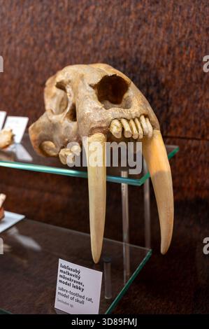 Genus Smilodon Smilodon, extinct saber-toothed cat at Prehisto Parc, theme park about ...