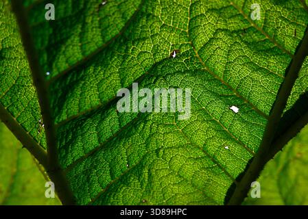 Leaf nerves and veins at the Old Botanical Garden in Hamburg. Green color, Details, Close-up of Structure and Network Stock Photo
