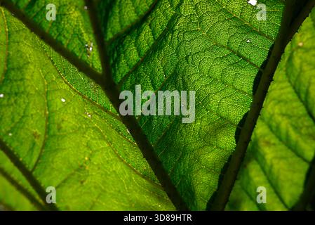 Leaf nerves and veins at the Old Botanical Garden in Hamburg. Green color, Details, Close-up of Structure and Network Stock Photo