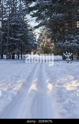 Narrow snow-covered path leads through pine forest in winter, showing sunlight filtering through branches, untouched snow surface, and tall trees illu Stock Photo