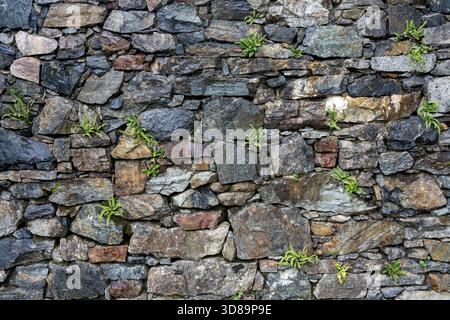 A wall made of stone with green plants growing on it. The plants are small and scattered, but they add a touch of life to the otherwise dull and gray Stock Photo