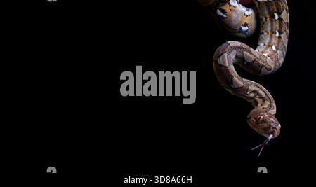 close up photo of reticulated python snake with creeping tongue in black background Stock Photo