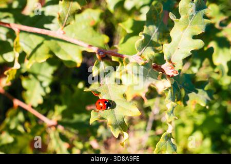 ladybug lies on Mediterranean oak leaf in the typical autumn sun. Stock Photo