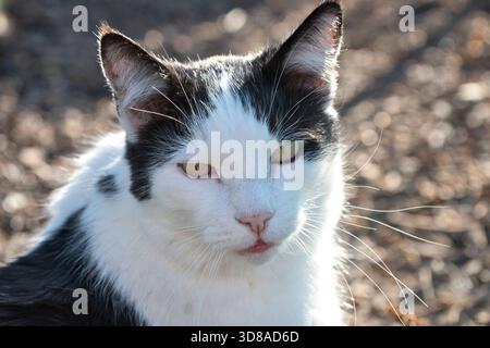 Close-up portrait of a black and white domestic cat sitting outdoors in natural sunlight, with a calm but intense expression. Stock Photo