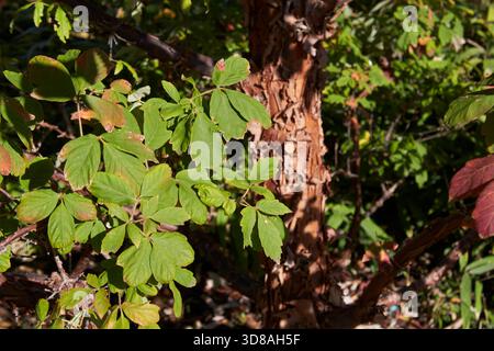 Acer griseum colorful foliage in Autumn Stock Photo