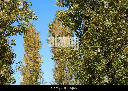 Populus nigra italica foliage in  Autumn Stock Photo