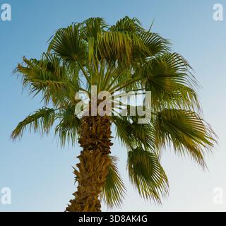 Palm crown of a tall palm tree (Arecaceae) set against a clear blue sky in bright sunlight. Stock Photo