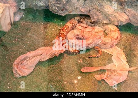 Common boa constrictor shedding skin Stock Photo