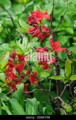 Rhododendron Wallowa Red, Wallowa Red Azalea, red flowers in spring, Stock Photo