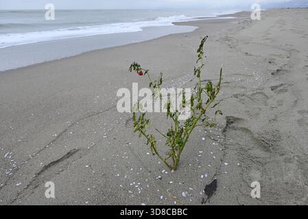 Capsicum Plant at italian beach. Red fruit and green leafs. Solitary scrub at mediterranean beach. Torre del Lago, Tuscany. Background blurred. Stock Photo