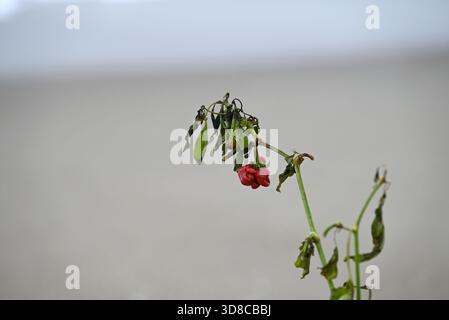 Capsicum Plant at italian beach. Red fruit and green leafs. Solitary scrub at mediterranean beach. Torre del Lago, Tuscany. Background blurred. Stock Photo