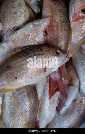 Pink red snapper hi-res stock photography and images - Alamy