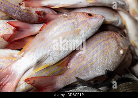 close-up-of-fresh-raw-whole-