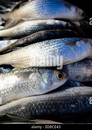 Close up of fresh raw whole grey mullets with silver scales on market display, selective focus. Fresh raw grey mullets. Stock Photo