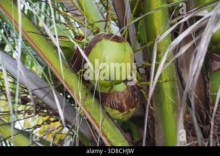 Imagine the taste of fresh coconut in paradise. A vibrant, natural scene of coconuts growing on a palm tree, evoking a tropical island getaway. Stock Photo