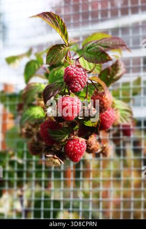 Raspberries Growing Through Garden Netting Stock Photo