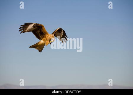 Red kite Milvus milvus, immature feeding in flight, Toledo, Spain, November Stock Photo