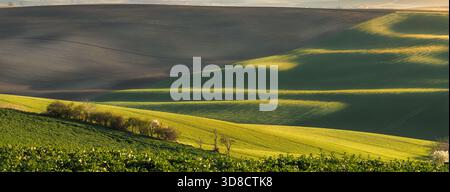 Peaceful nature with wavy field in South Moravia Stock Photo