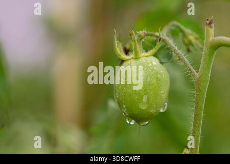 A single, young green tomato centered on the vine, framed by healthy, vibrant green leaves. Stock Photo