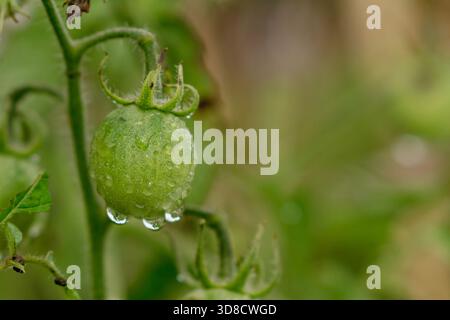 A single, perfect unripe green tomato on the vine, highly detailed and glistening with fresh water drops. Stock Photo