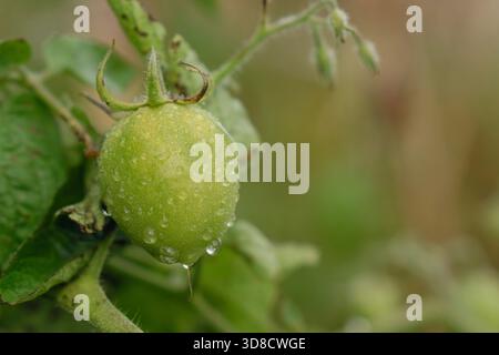 A single, perfect unripe green tomato on the vine, highly detailed and glistening with fresh water drops. Stock Photo